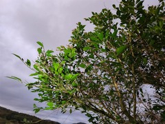 Glochidion rubrum