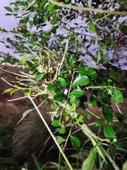 Glochidion rubrum