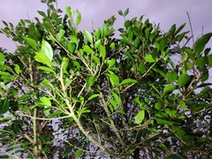 Glochidion rubrum