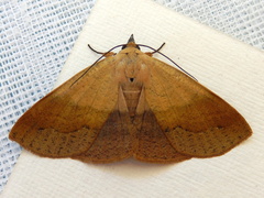 Ophyx ochroptera