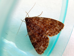 Parelictis saleuta