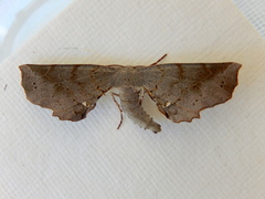 Parepisparis multicolora