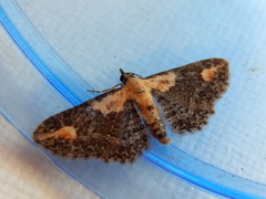 Pasiphilodes testulata