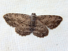 Phelotis cognata