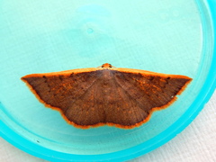 Picromorpha pyrrhopa