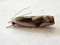 Plectophila discalis