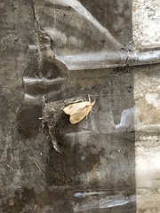 Lepidoptera