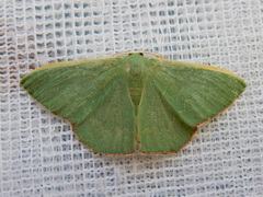 Prasinocyma semicrocea