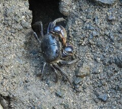 Pseudohelice subquadrata