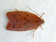 Prionocris protoxantha