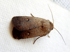 Proteuxoa