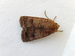 Proteuxoa hypochalchis