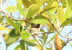 Chrysuronia leucogaster
