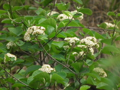 Viburnum schensianum