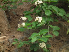 Viburnum schensianum