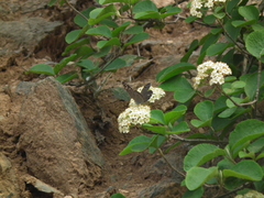 Viburnum schensianum