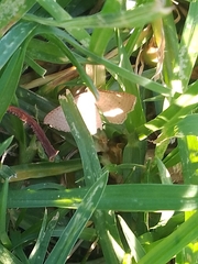 Epicyme rubropunctaria