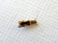 Stathmopoda megathyma