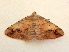Syneora emmelodes