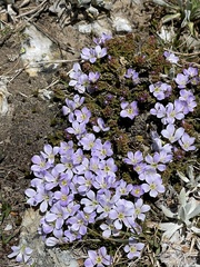 Veronica densifolia