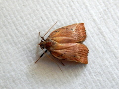 Tortricopsis pyroptis