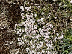 Pimelea alpina
