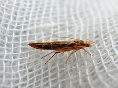 Trachydora chrysodoxa