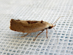 Tymbophora peltastis