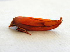 Wingia aurata