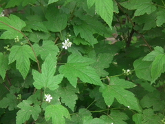 Rubus crataegifolius