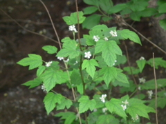 Rubus crataegifolius