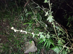 Urena procumbens