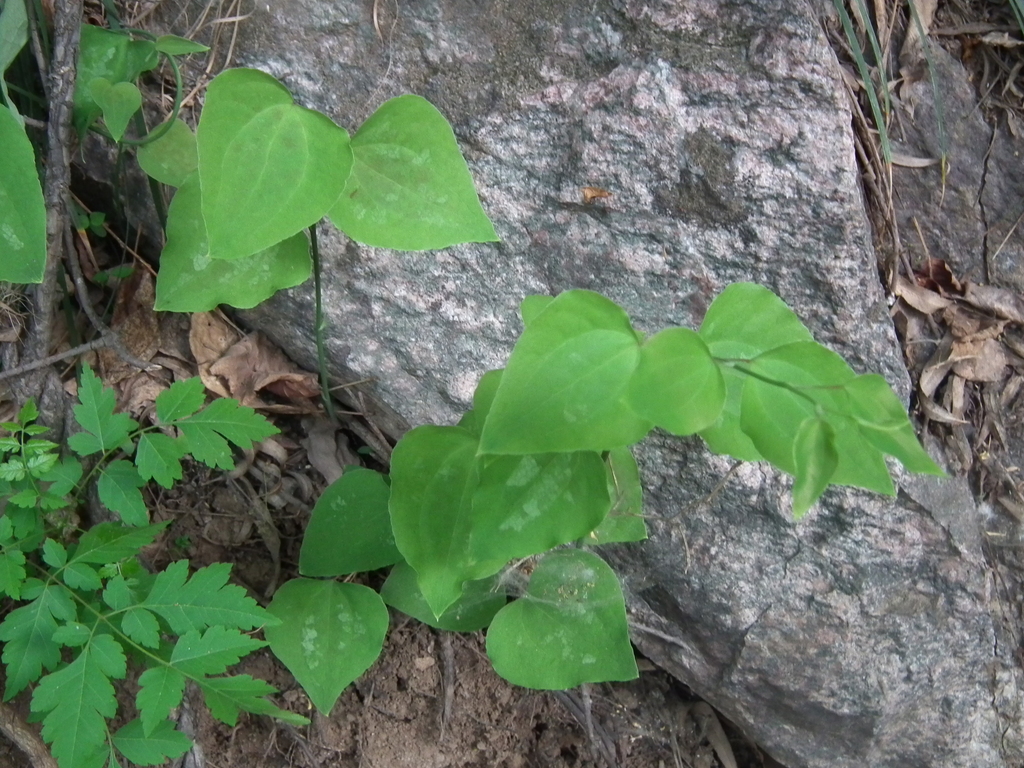 Smilax stans