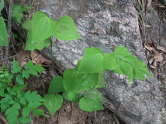 Smilax stans