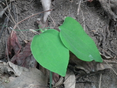Smilax stans