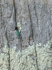 Chrysididae
