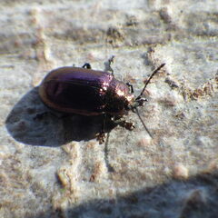 Phratora