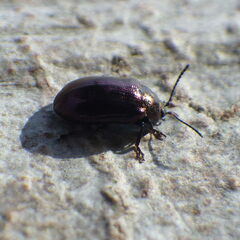 Phratora