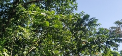 Canarium euphyllum