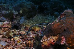 Laticauda laticaudata