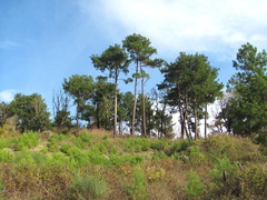 Pinus brutia