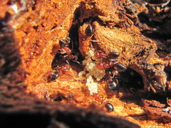 Camponotus lateralis