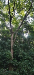 Pterocarpus dalbergioides