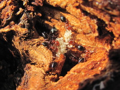 Camponotus lateralis