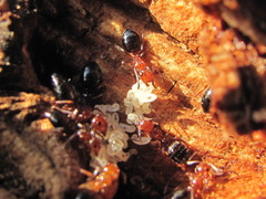 Camponotus lateralis