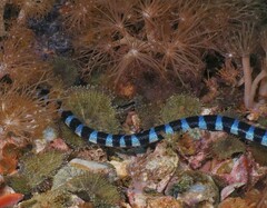 Laticauda laticaudata