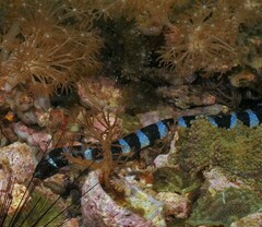 Laticauda laticaudata