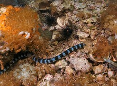 Laticauda laticaudata