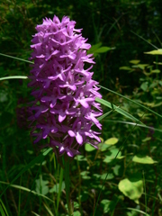 Anacamptis pyramidalis