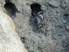 Pseudohelice subquadrata